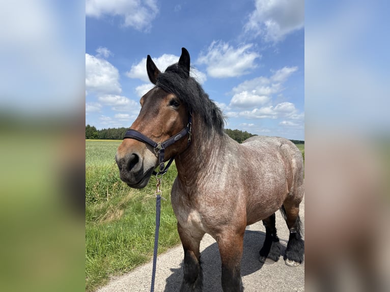 Trait belge Jument 8 Ans 165 cm Bai cerise in Walsrode
