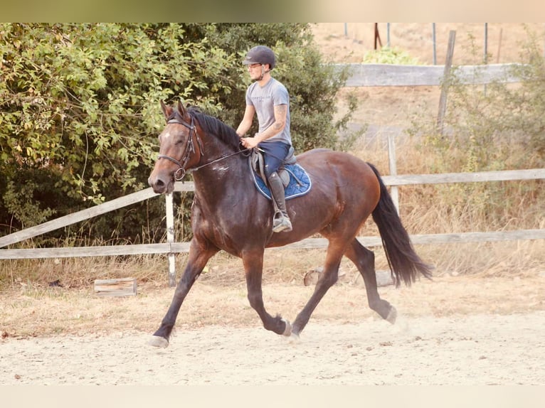 Trait belge Croisé Jument 9 Ans 165 cm Bai in Romedenne