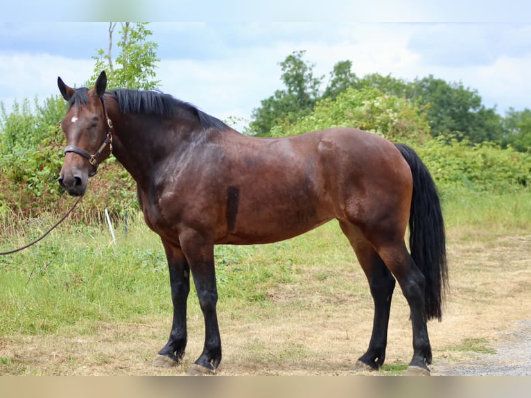 Trait belge Croisé Jument 9 Ans 165 cm Bai in Romedenne