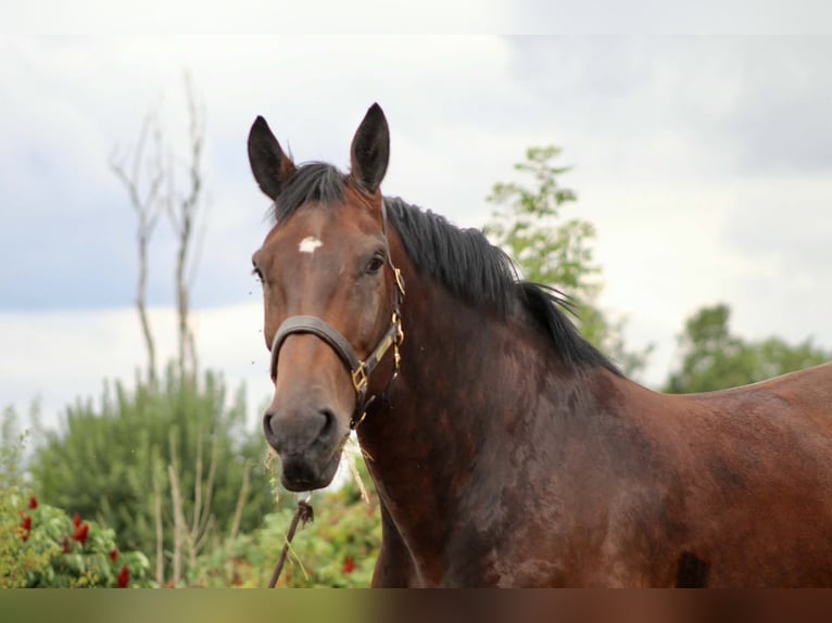 Trait belge Croisé Jument 9 Ans 165 cm Bai in Romedenne