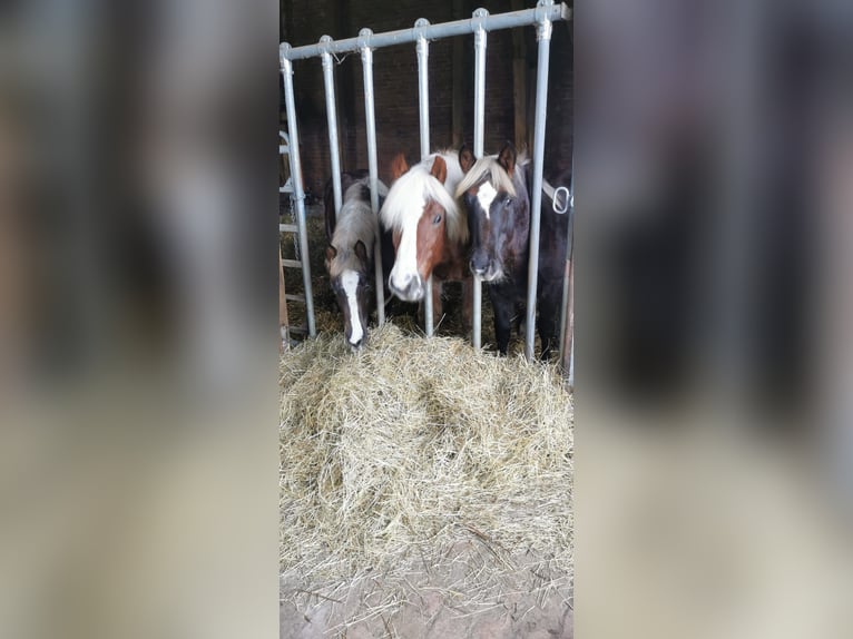Trait de la Forêt Noire Étalon 1 Année Alezan brûlé in Burgwalde