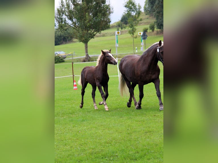 Trait de la Forêt Noire Étalon 1 Année Alezan brûlé in Burgwalde