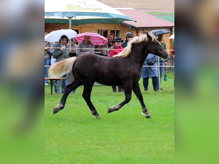 Trait de la Forêt Noire Étalon 1 Année Alezan brûlé in Burgwalde