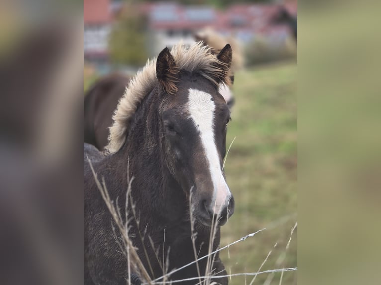 Trait de la Forêt Noire Étalon 1 Année Alezan brûlé in Burgwalde
