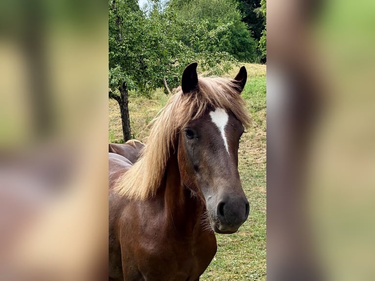 Trait de la Forêt Noire Étalon 1 Année Alezan brûlé in Hermaringen