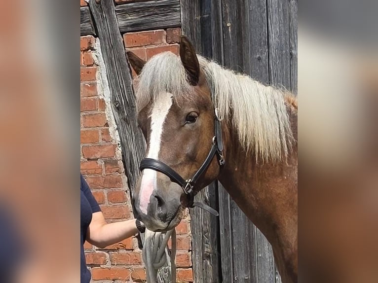 Trait de la Forêt Noire Étalon 1 Année Alezan brûlé in Burgwalde