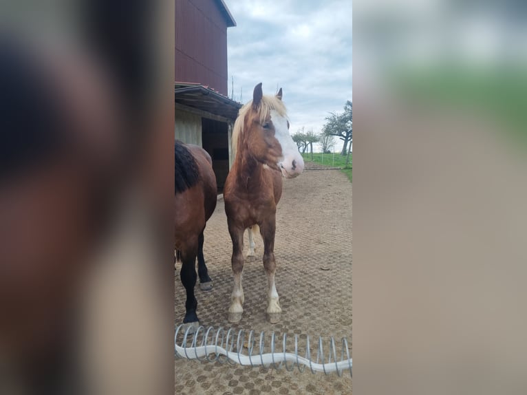 Trait de la Forêt Noire Étalon 1 Année Alezan in Berg
