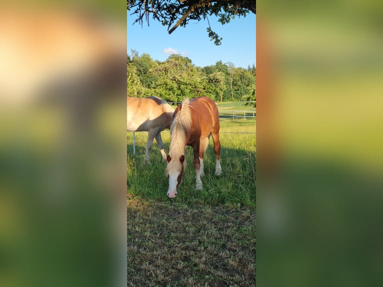 Trait de la Forêt Noire Étalon 1 Année Alezan in Berg