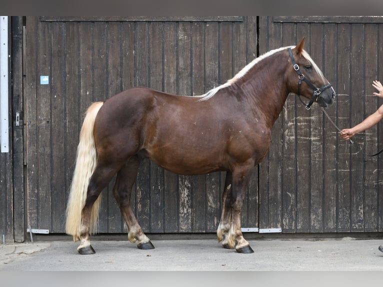 Trait de la Forêt Noire Étalon 2 Ans 155 cm Alezan brûlé in Babenhausen