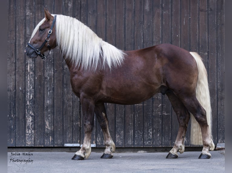 Trait de la Forêt Noire Étalon 2 Ans 155 cm Alezan brûlé in Babenhausen