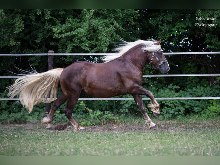 Trait de la Forêt Noire Étalon 2 Ans 155 cm Alezan brûlé in Babenhausen