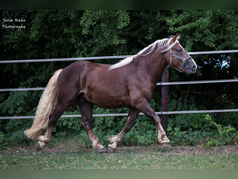 Trait de la Forêt Noire Étalon 2 Ans 155 cm Alezan brûlé in Babenhausen
