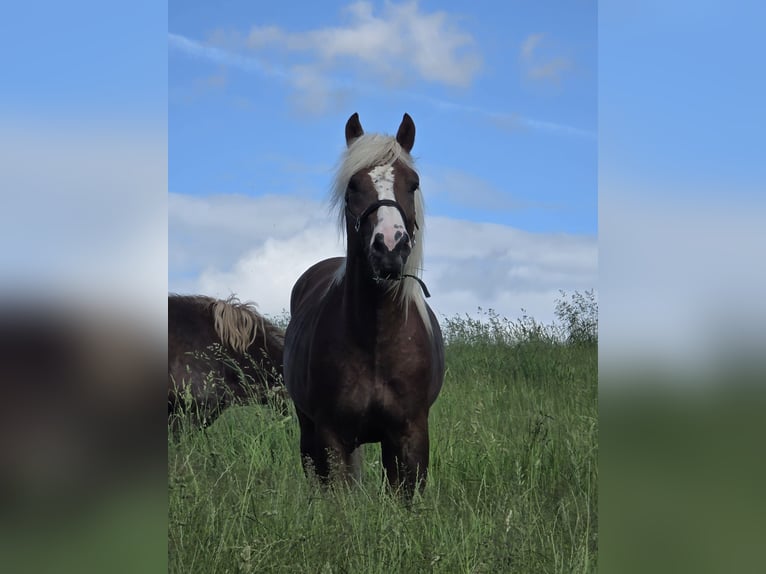 Trait de la Forêt Noire Étalon 2 Ans Alezan brûlé in Burgwalde