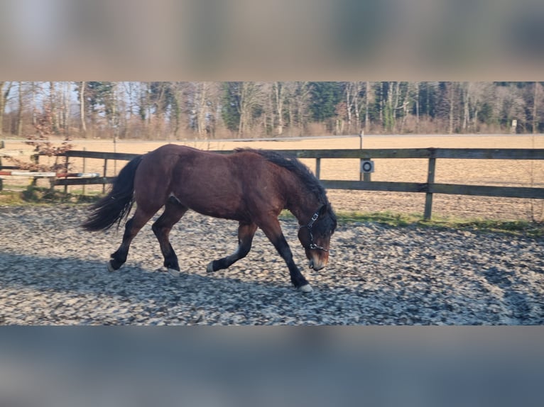 Trait de la Forêt Noire Étalon 2 Ans Bai in Berg