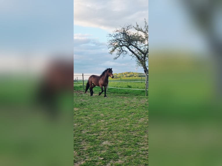 Trait de la Forêt Noire Étalon 2 Ans Bai in Berg