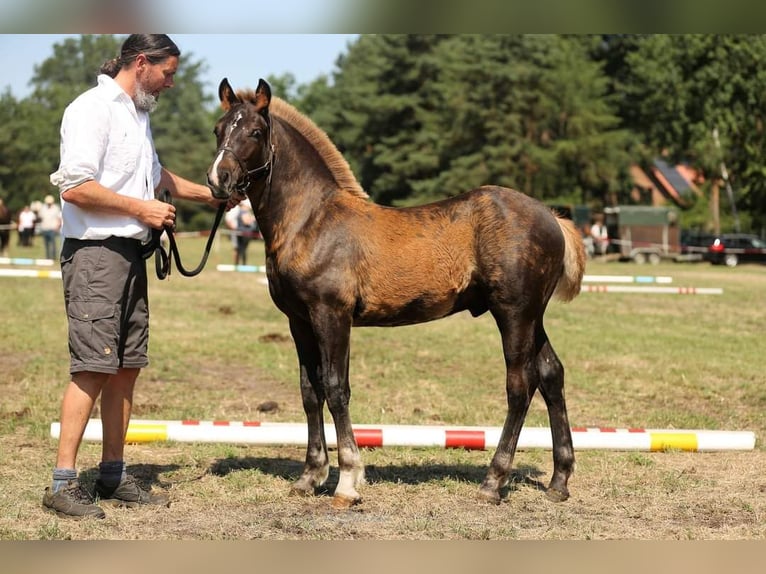 Trait de la Forêt Noire Étalon 3 Ans 152 cm Alezan brûlé in Wangelnstedt