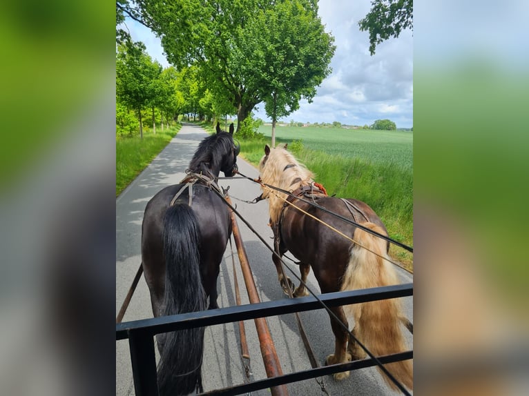 Trait de la Forêt Noire Étalon 4 Ans 148 cm Alezan brûlé in L&#xF6;wenberger Land