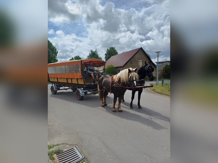 Trait de la Forêt Noire Étalon 4 Ans 148 cm Alezan brûlé in L&#xF6;wenberger Land