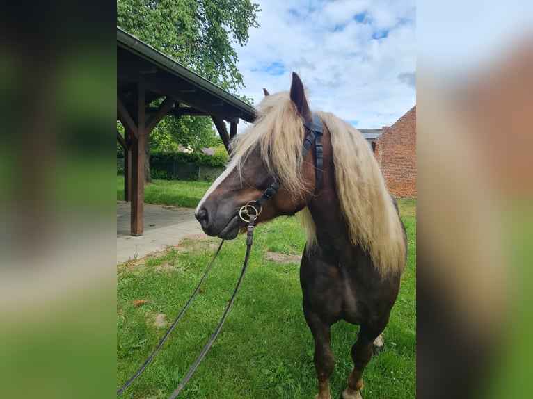 Trait de la Forêt Noire Étalon 4 Ans 148 cm Alezan brûlé in L&#xF6;wenberger Land