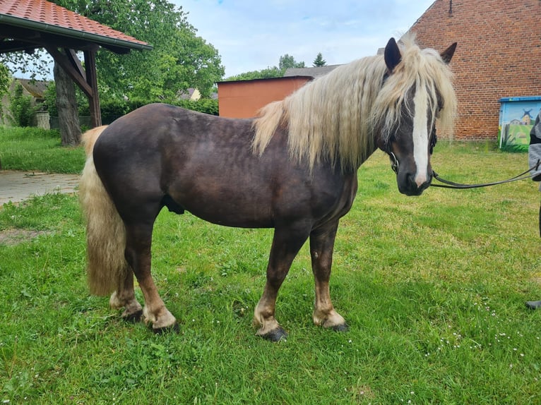Trait de la Forêt Noire Étalon 4 Ans 148 cm Alezan brûlé in L&#xF6;wenberger Land