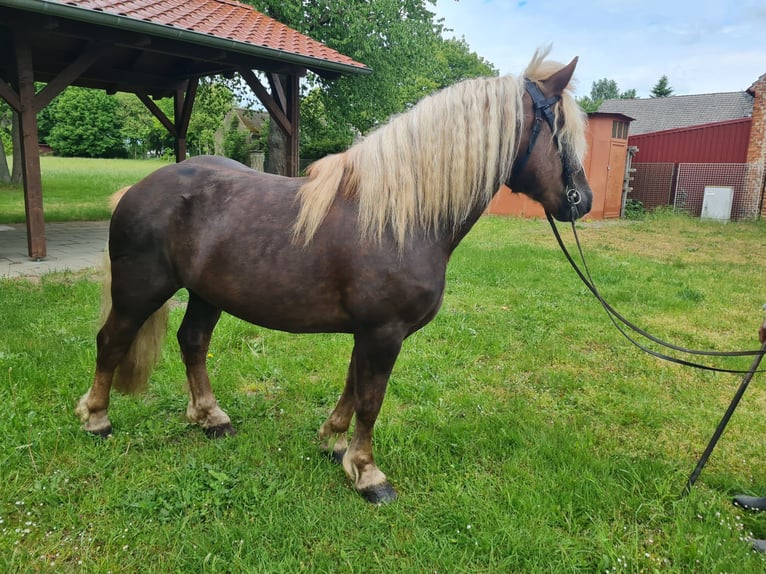 Trait de la Forêt Noire Étalon 4 Ans 148 cm Alezan brûlé in L&#xF6;wenberger Land