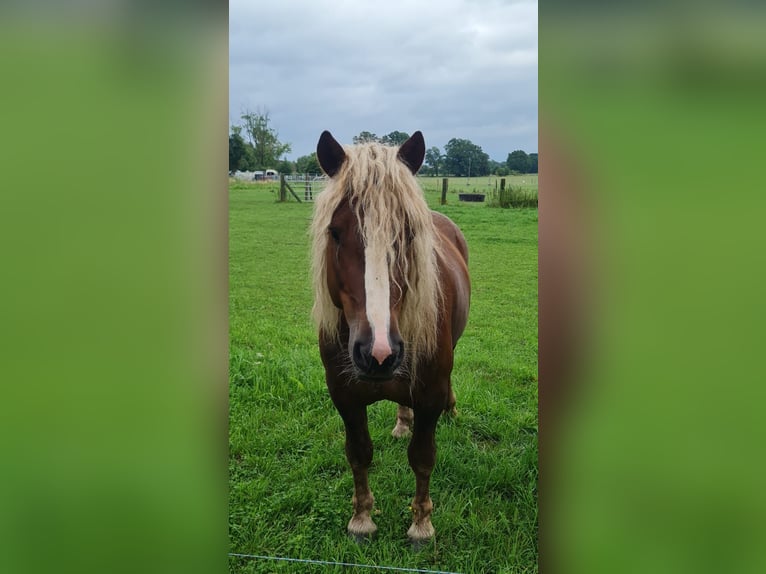 Trait de la Forêt Noire Étalon 4 Ans 148 cm Alezan brûlé in L&#xF6;wenberger Land