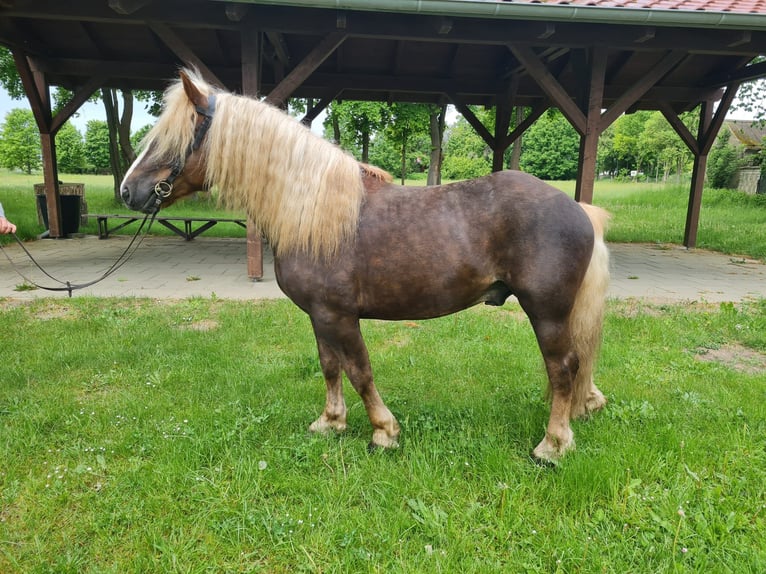 Trait de la Forêt Noire Étalon 4 Ans 148 cm Alezan brûlé in L&#xF6;wenberger Land