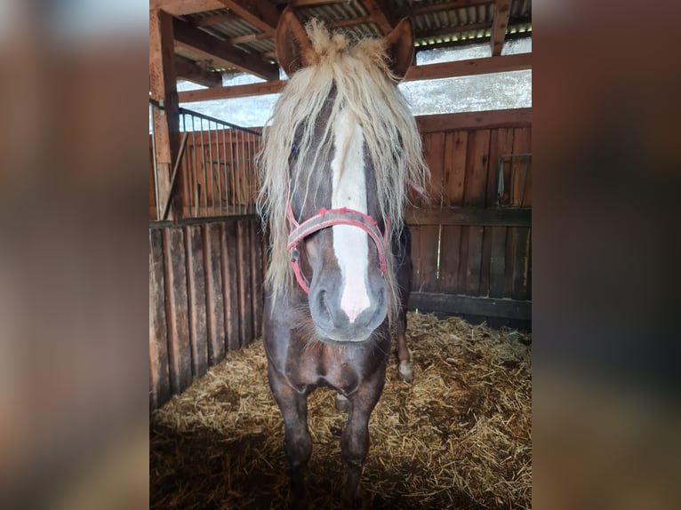Trait de la Forêt Noire Étalon 4 Ans 148 cm Alezan brûlé in L&#xF6;wenberger Land