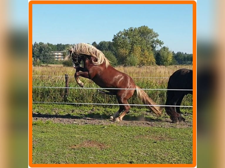 Trait de la Forêt Noire Étalon 9 Ans 148 cm Alezan brûlé in Renkum