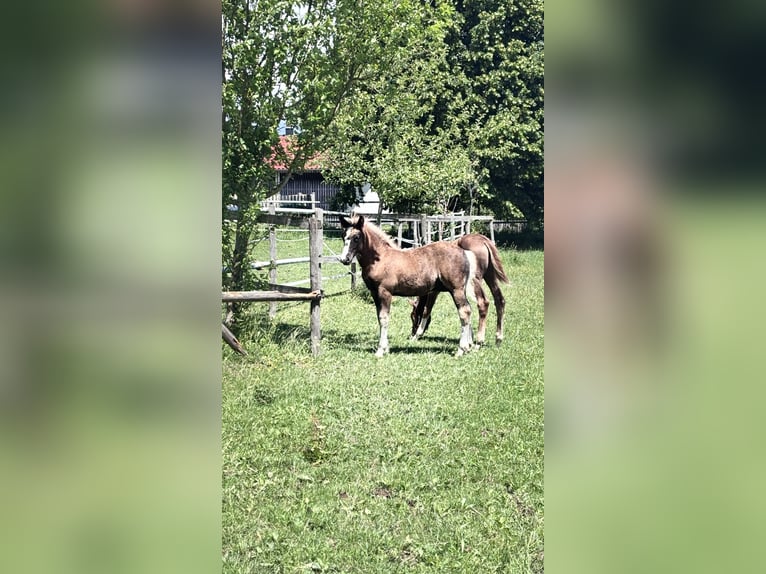 Trait de la Forêt Noire Étalon Poulain (03/2026) 150 cm Alezan brûlé in Bad Wurzach
