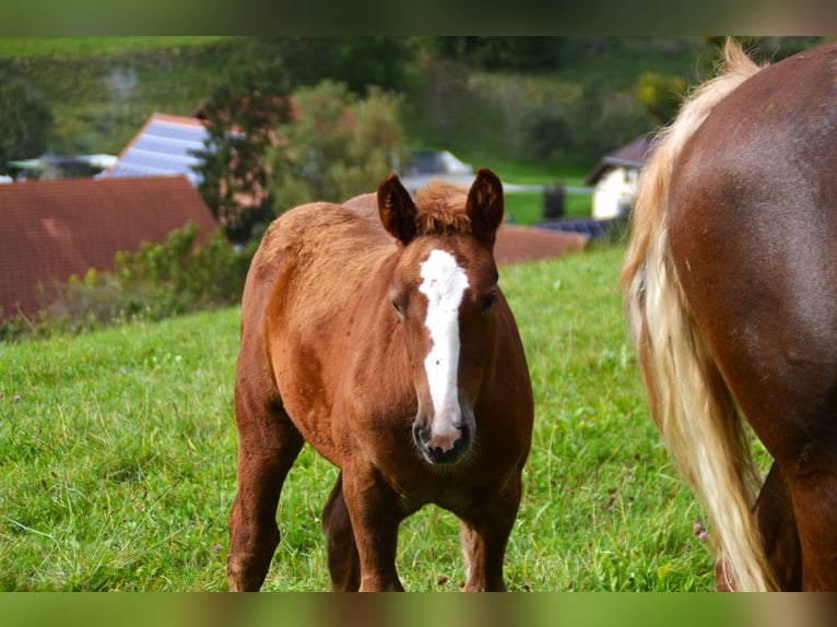 Trait de la Forêt Noire Étalon Poulain (06/2024) 154 cm Alezan brûlé in Bonndorf im Schwarzwald