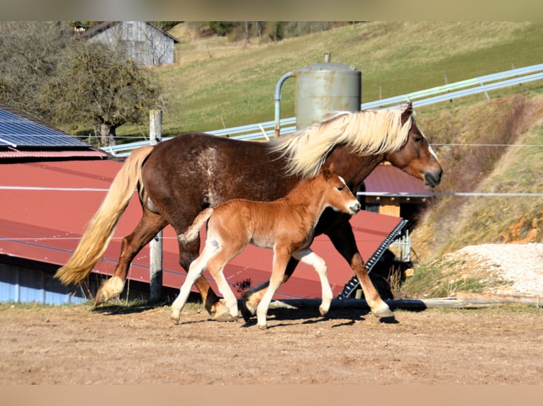 Trait de la Forêt Noire Étalon Poulain (02/2025) 155 cm Alezan brûlé in Bonndorf im Schwarzwald