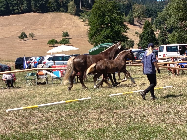 Trait de la Forêt Noire Étalon Poulain (04/2026) 155 cm Alezan brûlé in Knittlingen