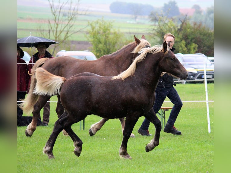 Trait de la Forêt Noire Étalon Poulain (04/2025) Alezan brûlé in Burgwalde