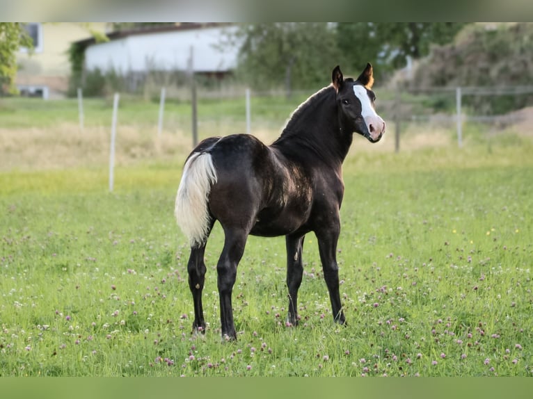 Trait de la Forêt Noire Étalon Poulain (04/2025) Alezan brûlé in Mudau