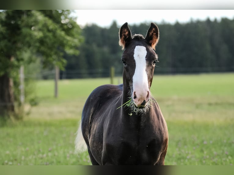 Trait de la Forêt Noire Étalon Poulain (04/2025) Alezan brûlé in Mudau