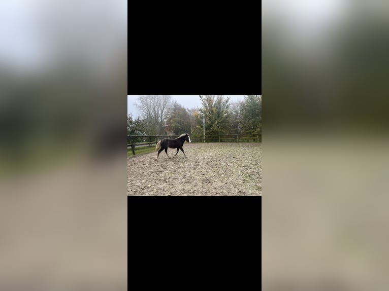 Trait de la Forêt Noire Étalon Poulain (04/2025) Alezan brûlé in Surhuizum