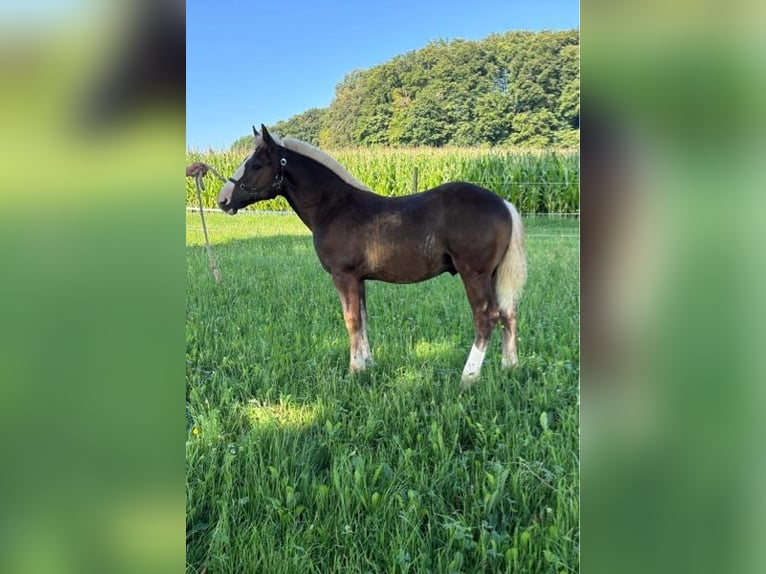 Trait de la Forêt Noire Étalon Poulain (03/2025) Alezan brûlé in Lonsee