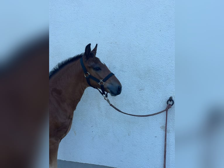 Trait de la Forêt Noire Étalon Poulain (05/2024) Bai in Münsingen