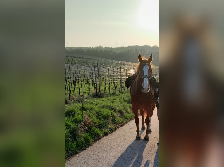 Trait de la Forêt Noire Hongre 10 Ans 170 cm Alezan in Malsch