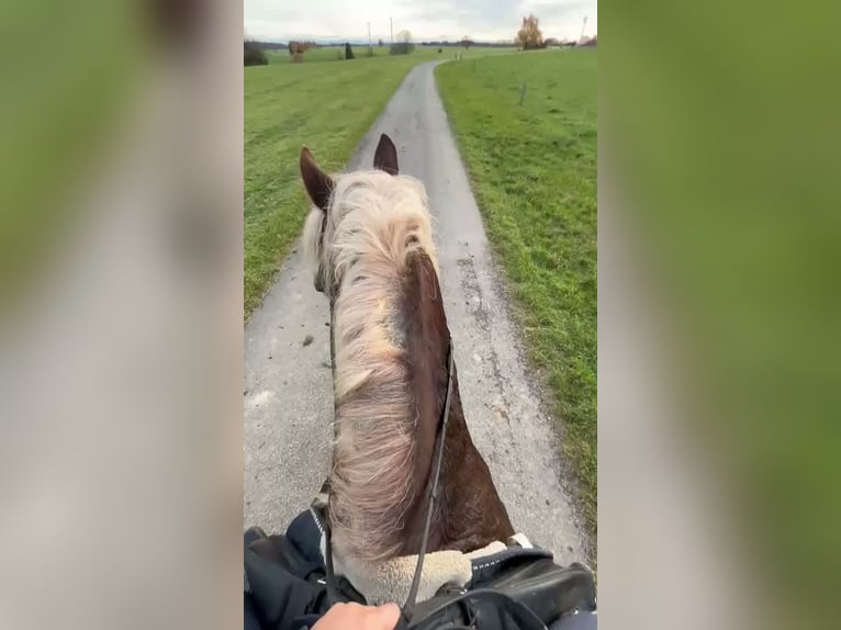 Trait de la Forêt Noire Hongre 14 Ans 148 cm Alezan in Markt Rettenbach