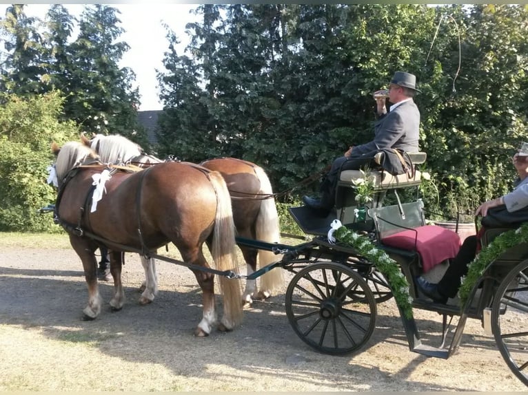 Trait de la Forêt Noire Hongre 19 Ans Alezan in Ranstadt