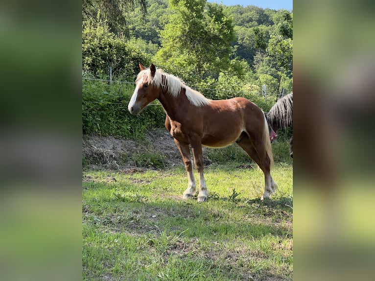 Trait de la Forêt Noire Hongre 1 Année 153 cm Alezan brûlé in Nassau
