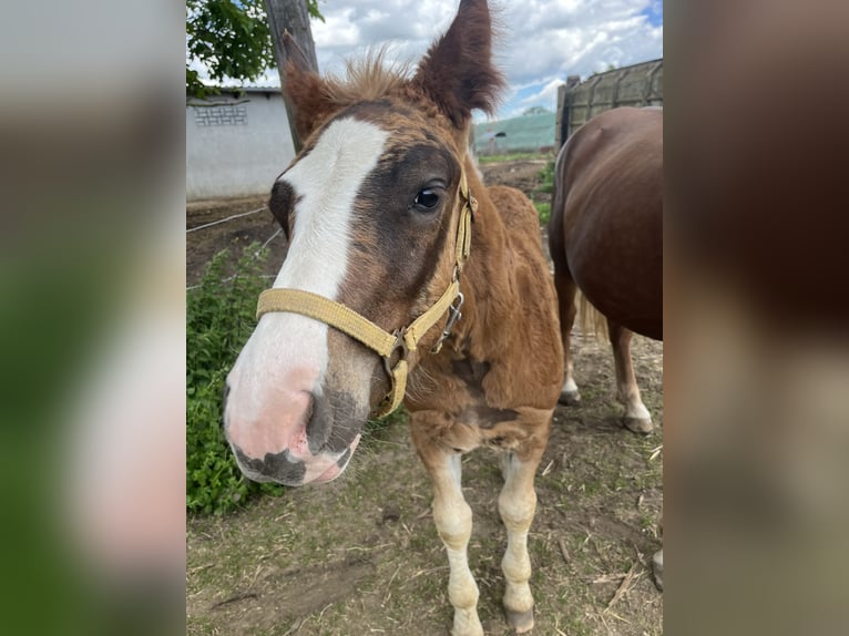 Trait de la Forêt Noire Hongre 1 Année Alezan in Reichelsheim