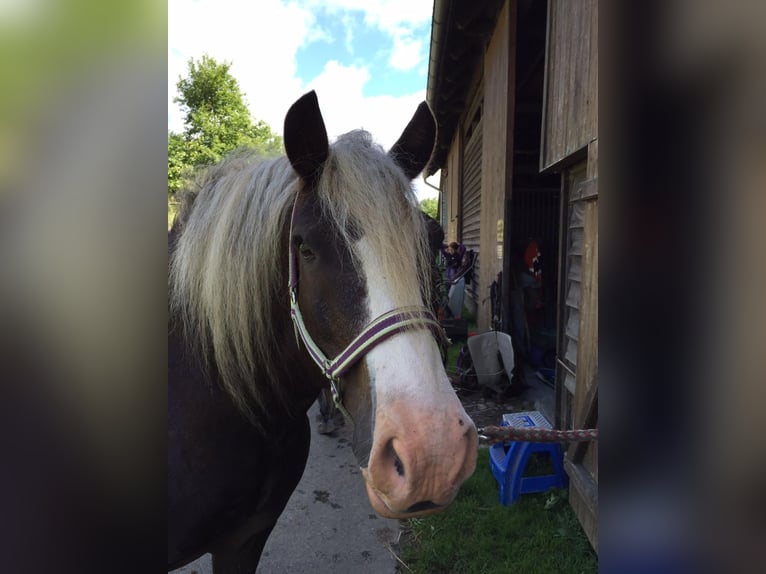 Trait de la Forêt Noire Hongre 23 Ans 148 cm Alezan brûlé in Clausthal-Zellerfeldc