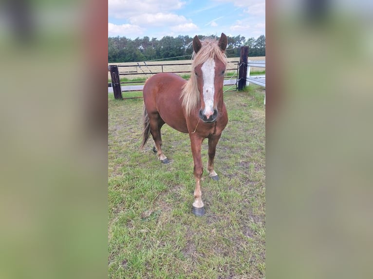 Trait de la Forêt Noire Hongre 2 Ans Alezan brûlé in Bocholt