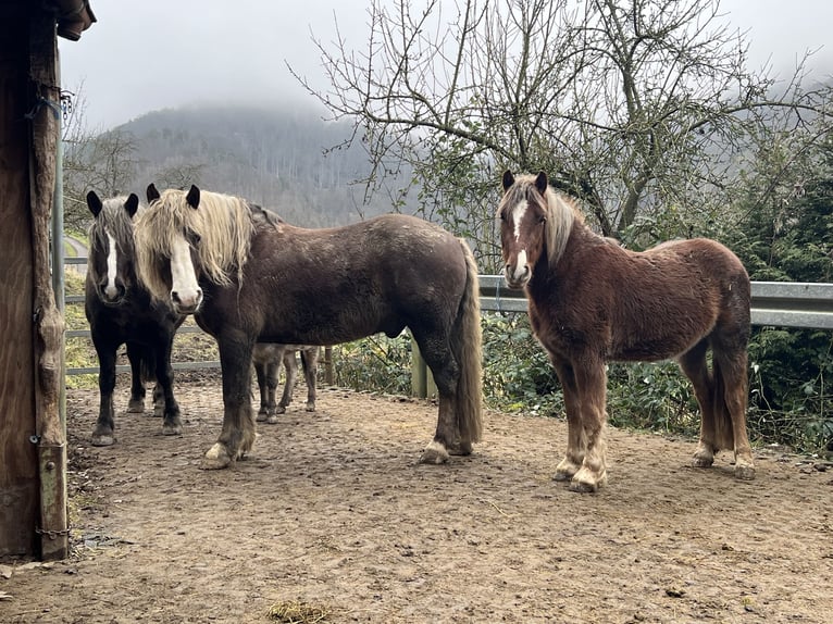Trait de la Forêt Noire Croisé Hongre 3 Ans 143 cm Alezan brûlé in Bad Ems