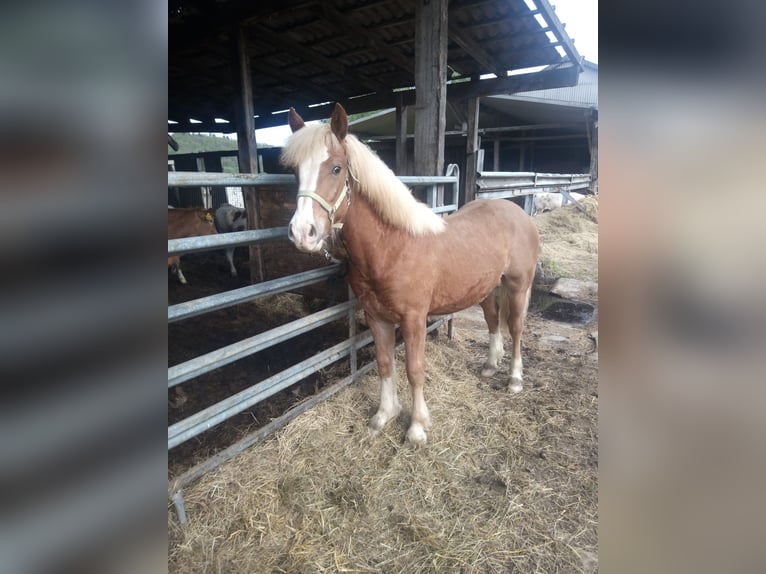 Trait de la Forêt Noire Croisé Hongre 3 Ans 153 cm Alezan in Brücken
