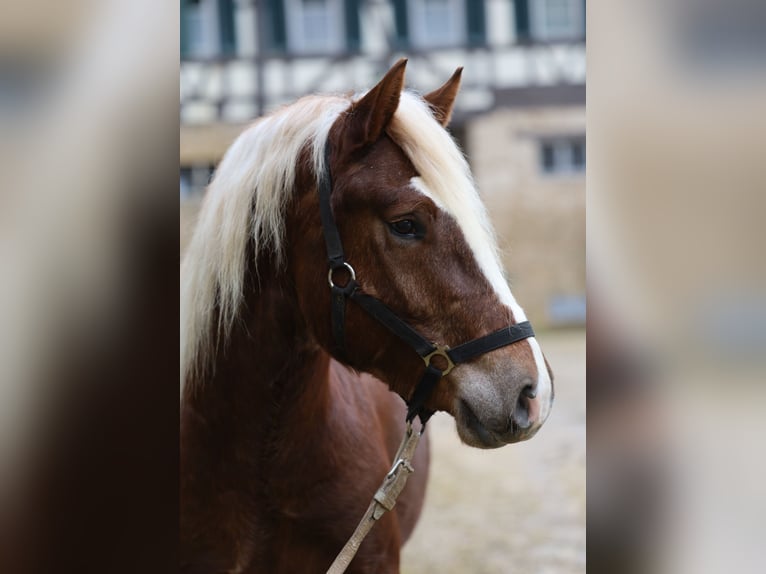 Trait de la Forêt Noire Hongre 3 Ans Alezan brûlé in Gomadingen