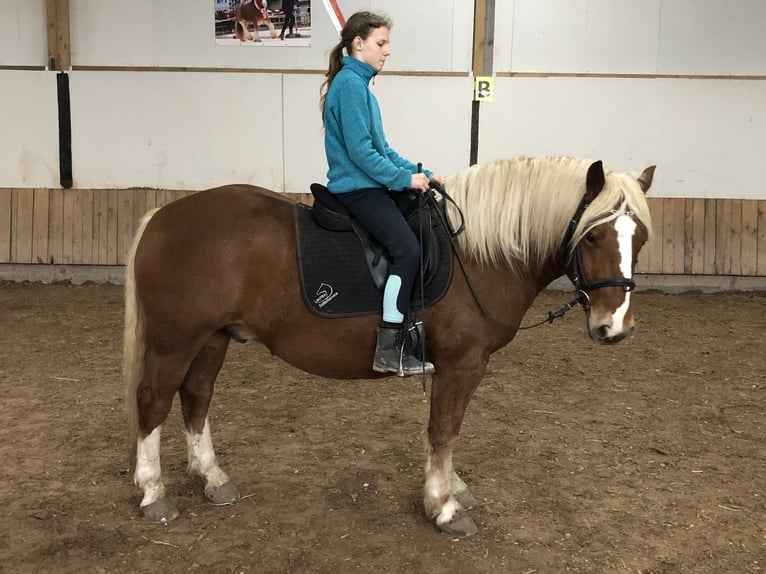 Trait de la Forêt Noire Croisé Hongre 4 Ans 148 cm Alezan in Auenwald